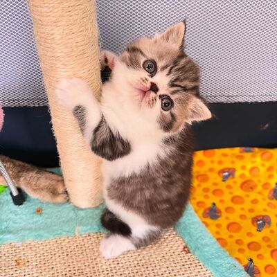 Exotic Shorthair Kitten (männlich): Fibie sucht eine neue Familie - mit Stammbaum Exotic Shorthair Kitten (männlich): Fibie sucht eine neue Familie - mit Stammbaum, 1 Kater Jungtier - Kater