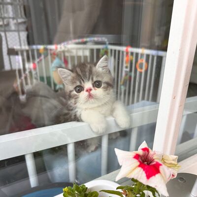 Exotic Shorthair Kitten (männlich): Fibie sucht eine neue Familie - mit Stammbaum Exotic Shorthair Kitten (männlich): Fibie sucht eine neue Familie - mit Stammbaum, 1 Kater Jungtier - Kater