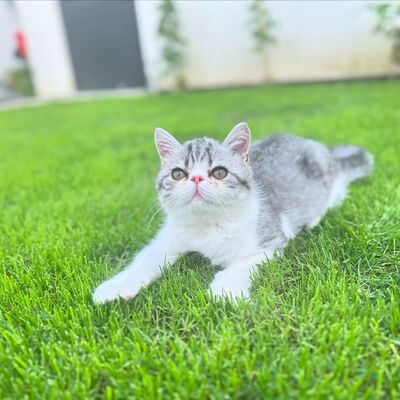 Exotic Shorthair Kitten (männlich): Fibie sucht eine neue Familie - mit Stammbaum Exotic Shorthair Kitten (männlich): Fibie sucht eine neue Familie - mit Stammbaum, 1 Kater Jungtier - Kater