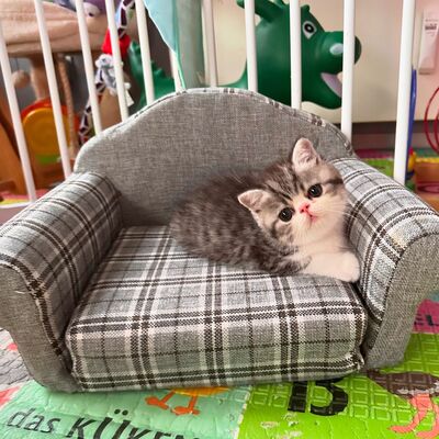 Exotic Shorthair Kitten (männlich): Fibie sucht eine neue Familie - mit Stammbaum Exotic Shorthair Kitten (männlich): Fibie sucht eine neue Familie - mit Stammbaum, 1 Kater Jungtier - Kater