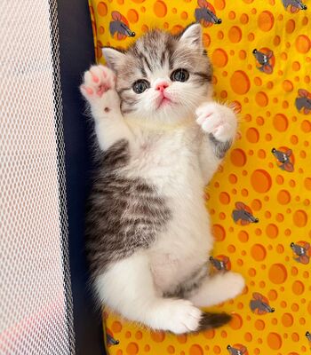 Exotic Shorthair Kitten (männlich): Fibie sucht eine neue Familie - mit Stammbaum Exotic Shorthair Kitten (männlich): Fibie sucht eine neue Familie - mit Stammbaum, 1 Kater Jungtier - Kater