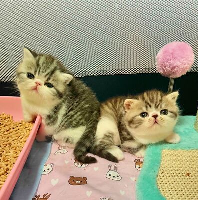 Exotic Shorthair Schönheiten: Fibie und Ferrero suchen neue Familie, Exotic Shorthiar (Perser kurzhaar) mit Stammbaum Jungtier - Katze 1