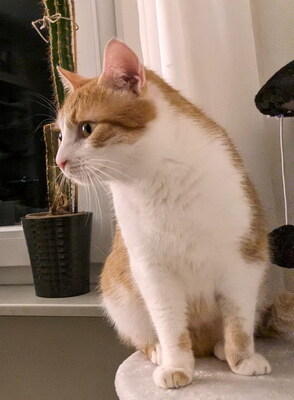 FELIX - freundlich, verspielt, neugierig, lebhaft, anfangs scheu, Mischling (Video-Link vorhanden) - Betreuung Wien - Kater