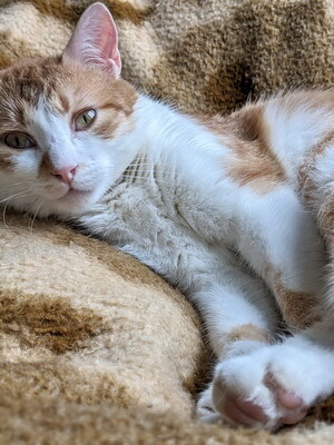 FELIX - freundlich, verspielt, neugierig, lebhaft, anfangs scheu, Mischling (Video-Link vorhanden) - Betreuung Wien - Kater