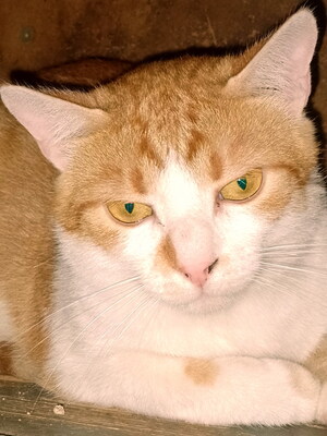 FELIX - sehr scheu und ängstlich, benötigt besondere Menschen, Mischling - Kater