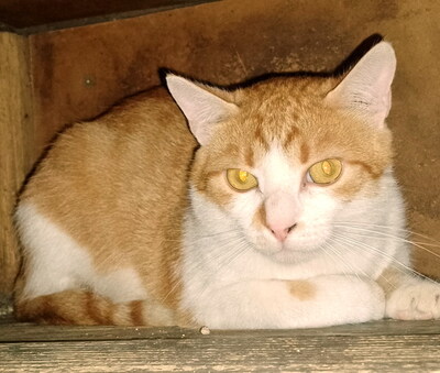 FELIX - sehr scheu und ängstlich, benötigt besondere Menschen, Mischling - Kater