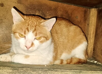 FELIX - sehr scheu und ängstlich, benötigt besondere Menschen, Mischling - Kater