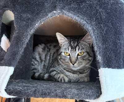 FESCHI, Gewöhnliche Katze - Kater