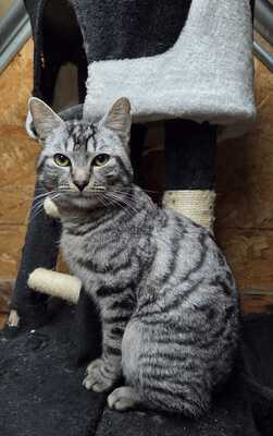 FESCHI, Gewöhnliche Katze - Kater