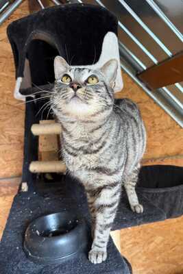 FESCHI, Gewöhnliche Katze - Kater