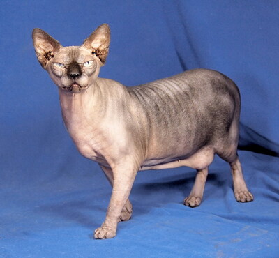 FILA - R E S E R V I E R T !!!!! sehr freundlich und anschmiegsam, klug, interessiert, hundeverträglich, Sphynx - Katze