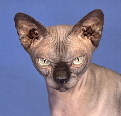 FILA - sehr freundlich und anschmiegsam, klug, interessiert, hundeverträglich, Sphynx - Katze