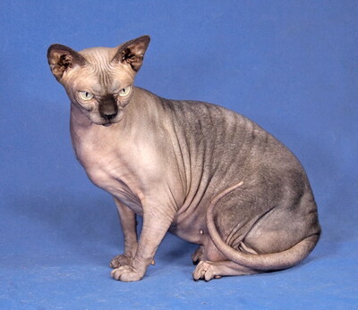 FILA - sehr freundlich und anschmiegsam, klug, interessiert, hundeverträglich, Sphynx - Katze