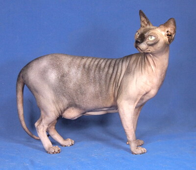 FILA - sehr freundlich und anschmiegsam, klug, interessiert, hundeverträglich, Sphynx - Katze