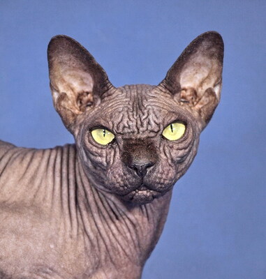 FINA - sehr freundlich und verschmust, intelligent, verspielt, neugierig, hundeverträglich, Sphynx - Katze