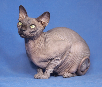FINA - sehr freundlich und verschmust, intelligent, verspielt, neugierig, hundeverträglich, Sphynx - Katze