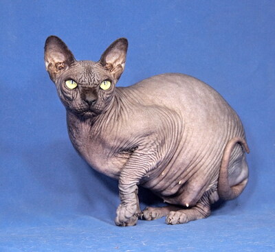 FINA - sehr freundlich und verschmust, intelligent, verspielt, neugierig, hundeverträglich, Sphynx - Katze