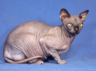 FINA - sehr freundlich und verschmust, intelligent, verspielt, neugierig, hundeverträglich, Sphynx - Katze