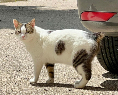 FLOPSY sucht Schmusepartner, FLOPSY sucht Schmusepartner - Katze