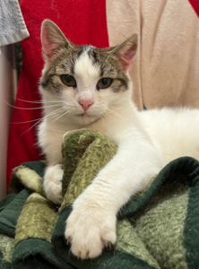 FLOPSY sucht Schmusepartner, FLOPSY sucht Schmusepartner - Katze