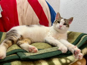 FLOPSY sucht Schmusepartner, FLOPSY sucht Schmusepartner - Katze