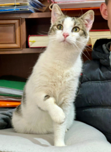 FLOPSY sucht Schmusepartner, FLOPSY sucht Schmusepartner - Katze