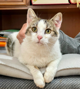 FLOPSY sucht Schmusepartner, FLOPSY sucht Schmusepartner - Katze