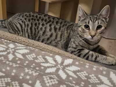 FREA, LEA & MAE, Gewöhnliche Katze Jungtier - Katze