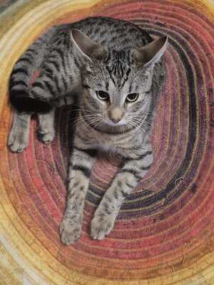 FREA - kann nicht alleine sein