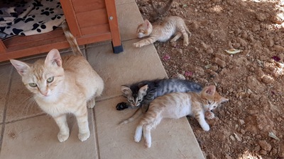 „Fairy & Alma – junge Katzenmama und ihre flauschige Tochter suchen gemeinsam ihr Glück“