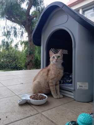 „Fairy & Alma – junge Katzenmama und ihre flauschige Tochter suchen gemeinsam ihr Glück“, Europäisch Kurzhaar Europäisch Langhaar Jungtier - Katze
