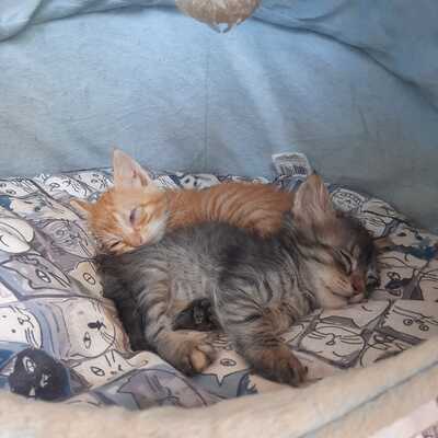 „Fairy & Alma – junge Katzenmama und ihre flauschige Tochter suchen gemeinsam ihr Glück“, Europäisch Kurzhaar Europäisch Langhaar Jungtier - Katze