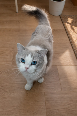 Fairytale come True Cuddle Dolls, RAGDOLL - Katze