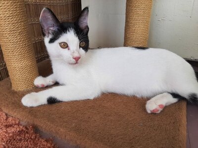 Farah & Fina - Wunderschöne Schwestern, ca. 5 Monate, Mischling - Katze