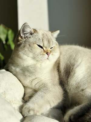 Feines Froillein aus der Mondburg, BRITISCH KURZHAAR - Katze