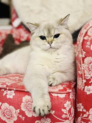 Feines Froillein aus der Mondburg, BRITISCH KURZHAAR - Katze