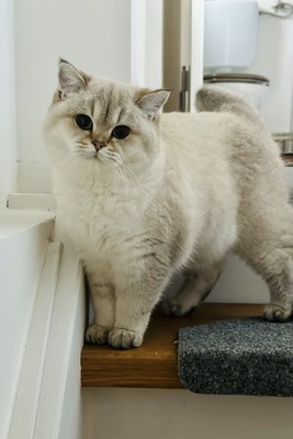 Feines Froillein aus der Mondburg, BRITISCH KURZHAAR - Katze