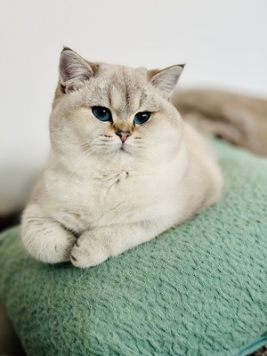 Feines Froillein aus der Mondburg, BRITISCH KURZHAAR - Katze