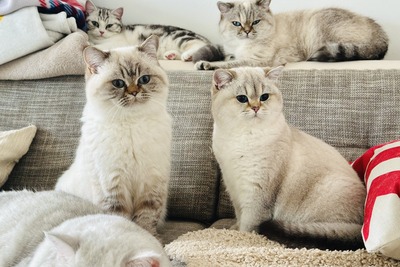 Feines Froillein aus der Mondburg, BRITISCH KURZHAAR - Katze