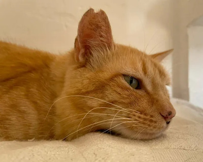 Felicia - sanftmütiges Dreibein sucht eine Familie, EKH - Katze