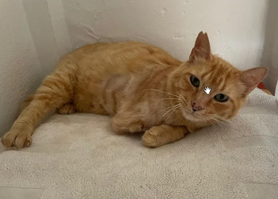 Felicia - sanftmütiges Dreibein sucht eine Familie, EKH - Katze