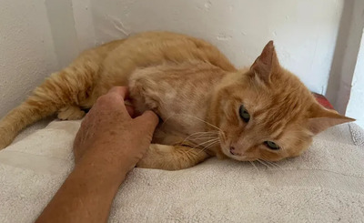 Felicia - sanftmütiges Dreibein sucht eine Familie, EKH - Katze