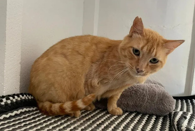 Felicia - sanftmütiges Dreibein sucht eine Familie, EKH - Katze