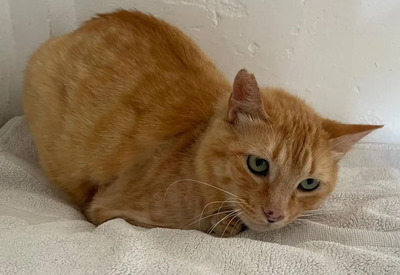 Felicia - sanftmütiges Dreibein sucht eine Familie, EKH - Katze