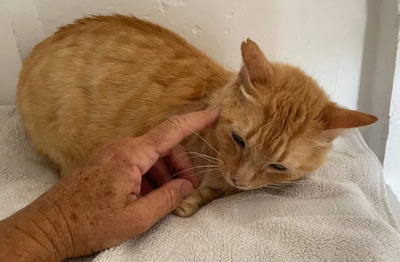 Felicia - sanftmütiges Dreibein sucht eine Familie, EKH - Katze