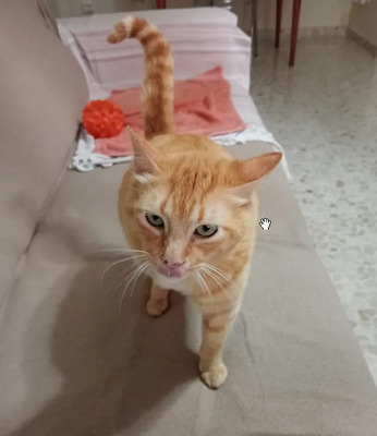 Felicia - sanftmütiges Dreibein sucht eine Familie, EKH - Katze