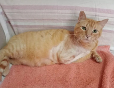 Felicia - sanftmütiges Dreibein sucht eine Familie, EKH - Katze