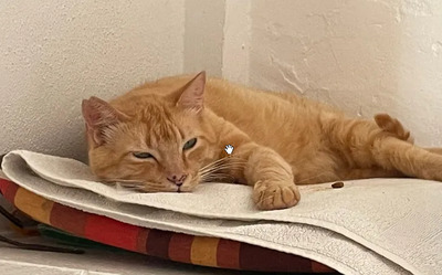 Felicia - sanftmütiges Dreibein sucht eine Familie, EKH - Katze