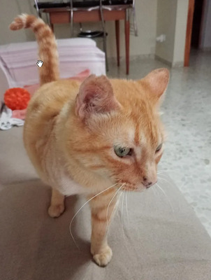 Felicia - sanftmütiges Dreibein sucht eine Familie, EKH - Katze