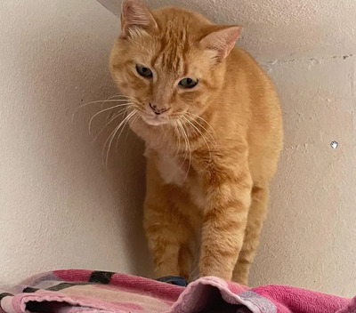 Felicia - sanftmütiges Dreibein sucht eine Familie, EKH - Katze